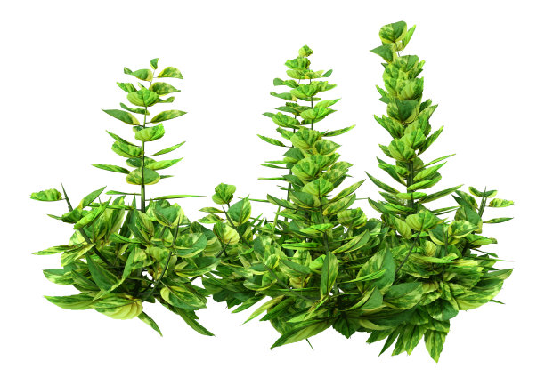 3D插图姜薄荷白色图片下载