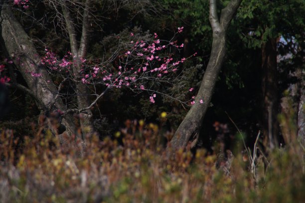 梅花开得很漂亮。图片下载