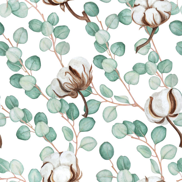 无缝图案的桉树和棉花花在白色的背景。素材图片