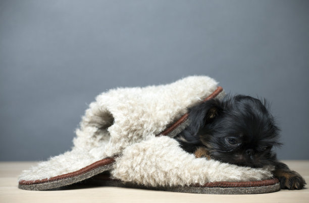 小狗鞋子桌子图片图片下载