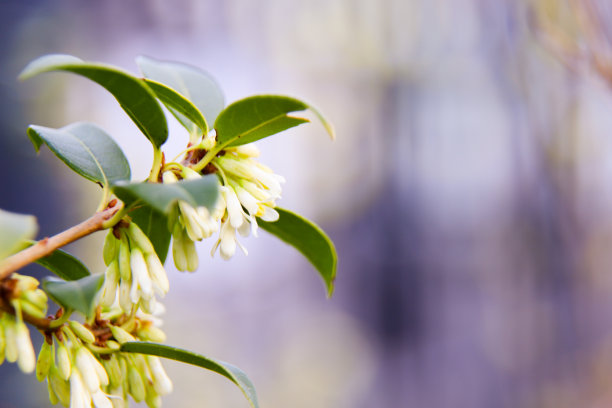 花在树图片下载