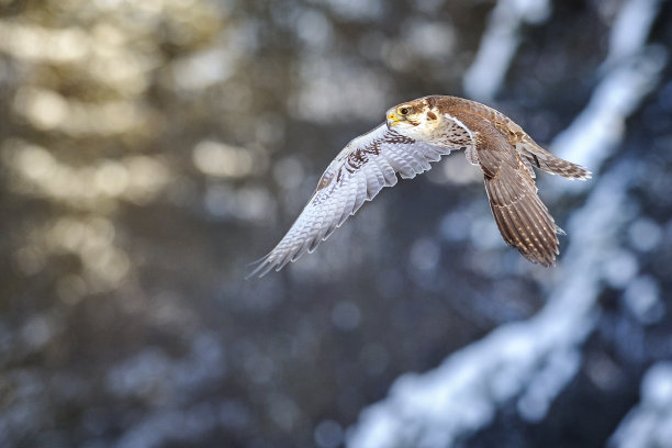 猎鹰，冬季飞翔的猎鹰，草原雕图片下载