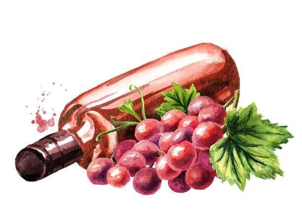 一瓶玫瑰葡萄酒，葡萄叶和葡萄浆果。手绘水彩插图孤立的白色背景素材图片