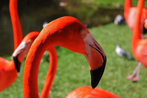 在花园图片下载