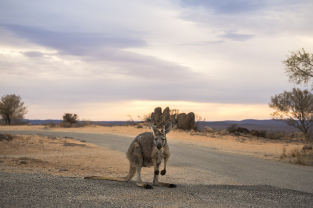 沙漠中的袋鼠图片下载