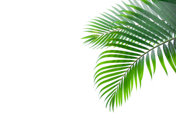 在白色背景上孤立的热带和椰子叶图片下载