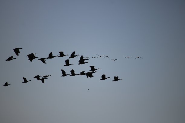 黑额黑雁轮廓图片下载