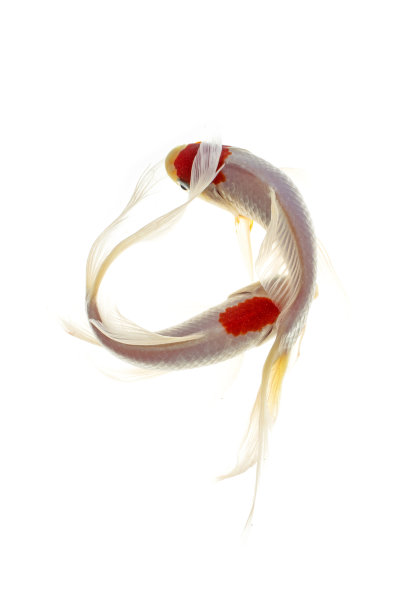 一对锦鲤白色的背景图片下载