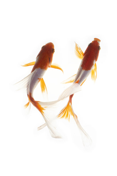 一对锦鲤白色的背景图片下载