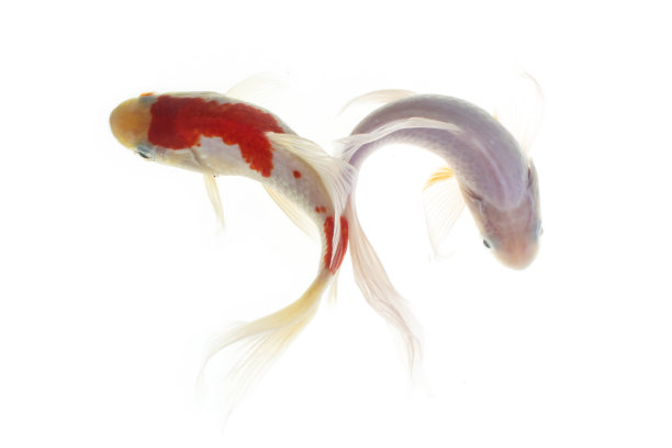一对锦鲤白色的背景图片下载