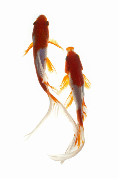 一对锦鲤白色的背景图片下载