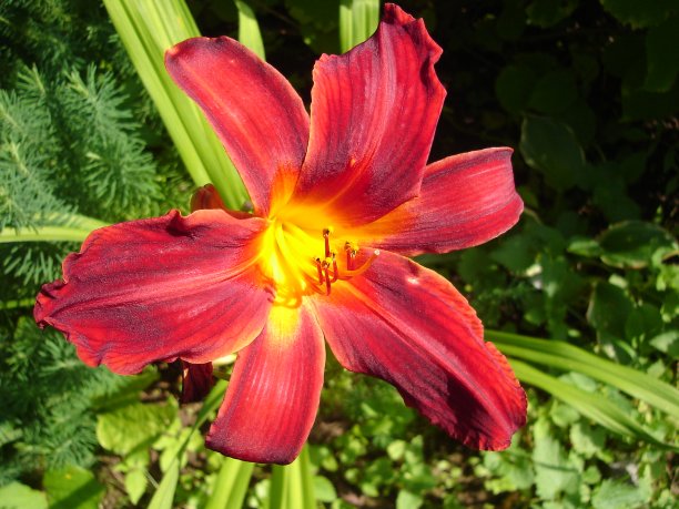 鲜花盛开图片下载