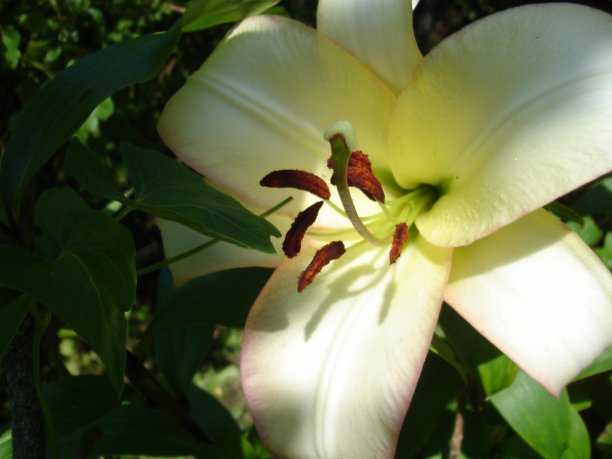 鲜花盛开图片下载