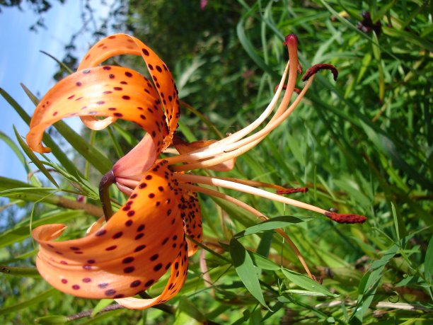 鲜花盛开图片下载