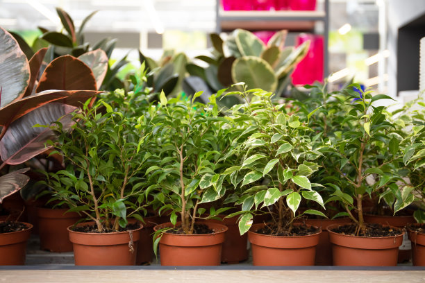 花盆里美丽的树。模糊商店背景图片下载