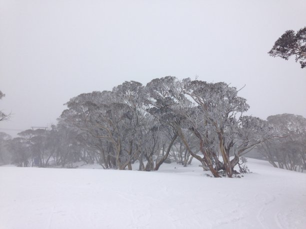 雪树图片下载