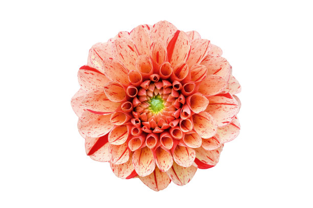 橙色和粉红色的大丽花头靠近图片下载