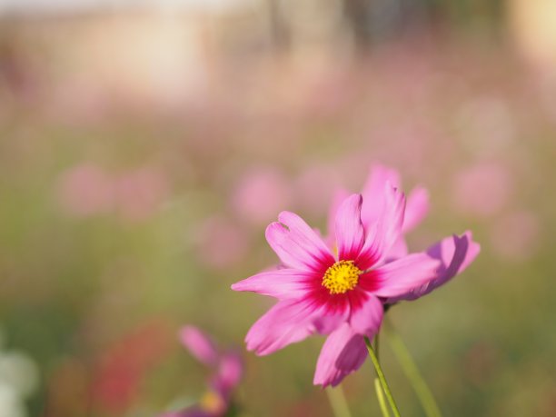 粉红色的硫宇宙，墨西哥紫菀花盛开在美丽的花园里，迷离的自然背景图片下载