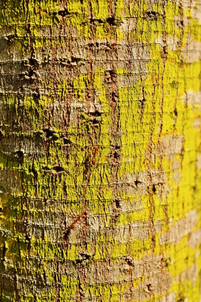 树干的背景图片下载