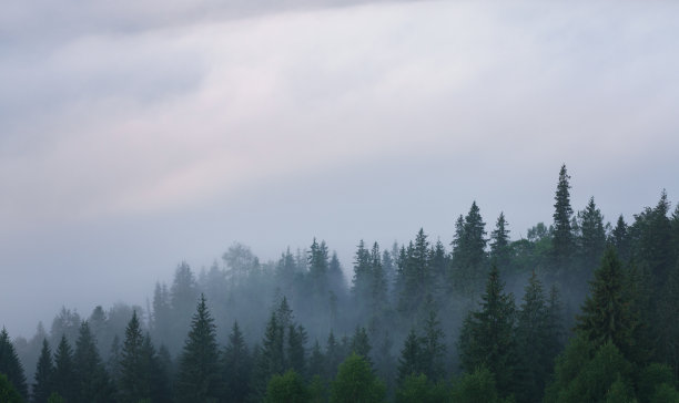 云雾漫过野生景观冷杉林。图片下载
