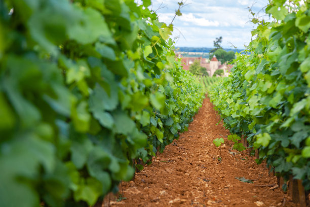 夏季葡萄园风光、种植园全景照片特写，美丽的葡萄枝、阳光、石灰岩地。秋季葡萄丰收、自然农业背景概念图片下载