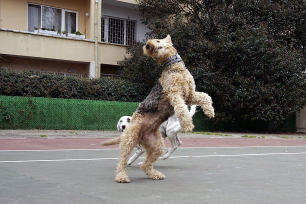狗在公园里玩图片下载