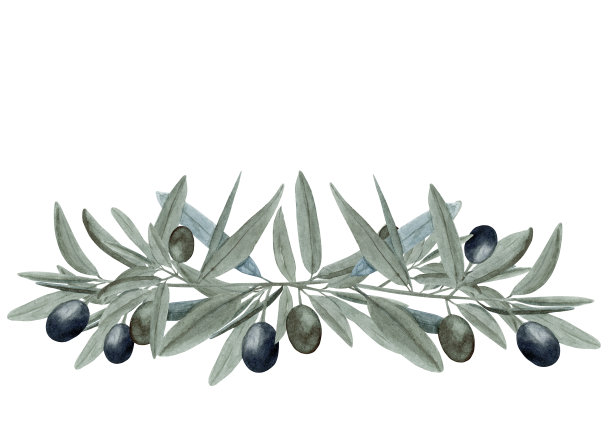 水彩橄榄树树枝组成与黑色和绿色水果在时尚的泥土色调孤立的白色背景。图片下载