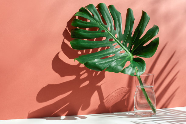 蒙斯特拉树叶在玻璃罐子与阳光和长影子在墙上库存照片图片下载