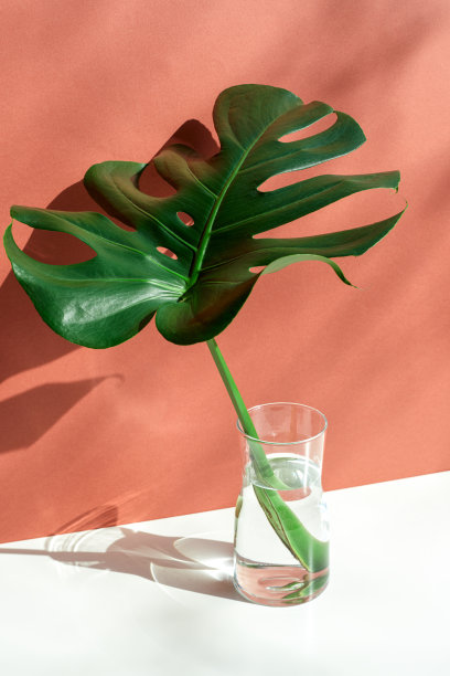 蒙斯特拉树叶在玻璃罐子与阳光和长影子在墙上库存照片图片下载