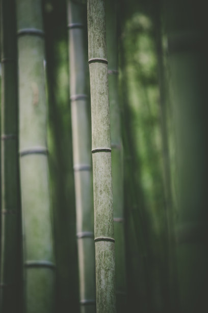 竹背景纹理图片下载