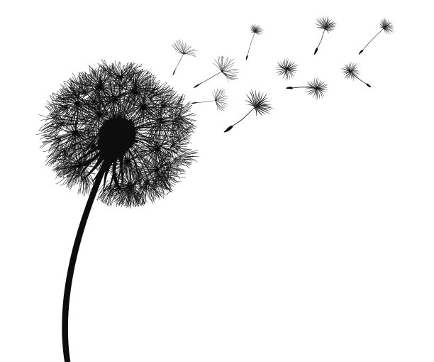 摘要黑色蒲公英剪影，飞散蒲公英种子的载体图片下载