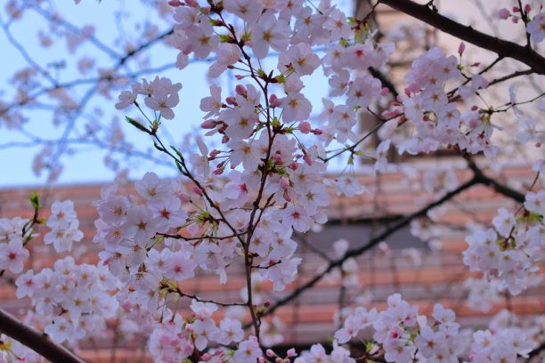 日本樱花图片下载