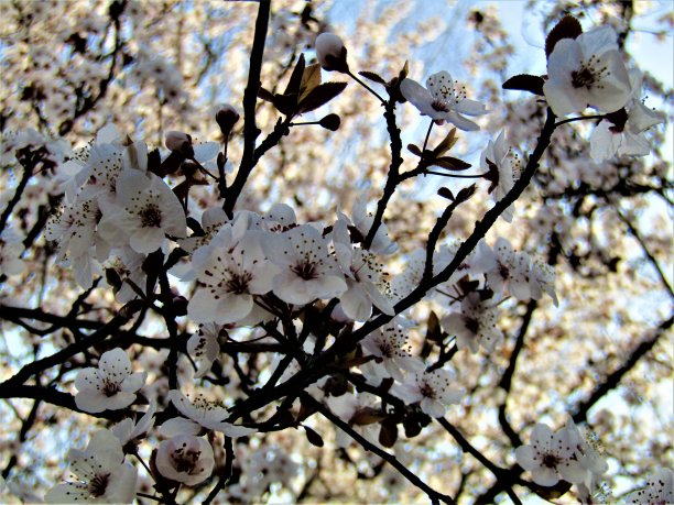 3月。日本。旭日初升，梅花绽放第一缕阳光。图片下载