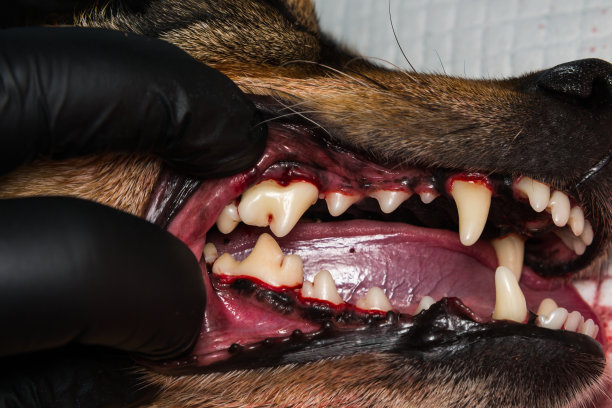 近距离照片后的狗的牙齿牙床切除术或牙科呼叫图片下载