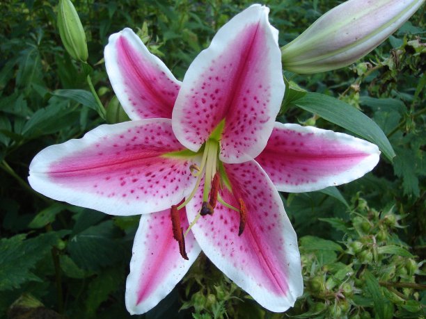 鲜花盛开图片下载