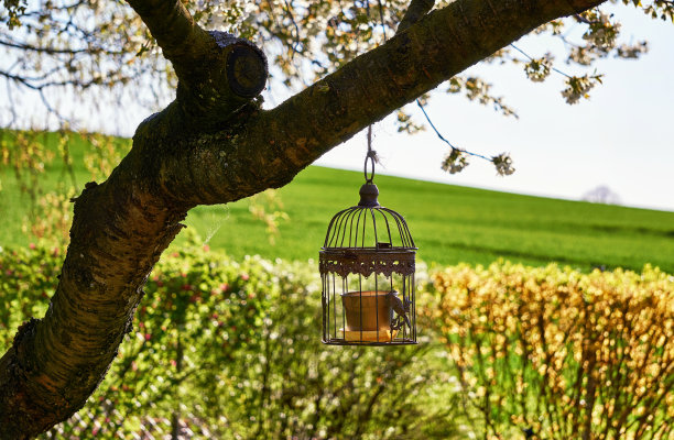 金属鸟笼挂在一棵老树上作为花园里的装饰。图片下载