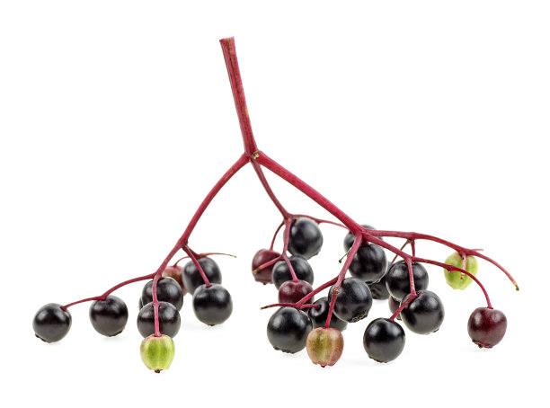 欧洲黑接骨木的幼枝，孤立在白色背景上图片下载