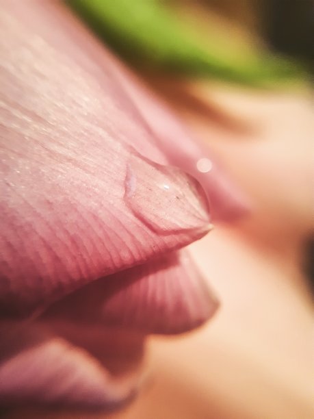 雨滴落在粉色郁金香上，柔软图片下载