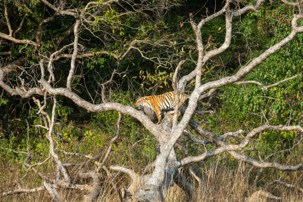 在印度北阿坎德邦吉姆·科贝特国家公园或老虎保护区的迪卡拉区，爱玩的老虎幼崽在死树枝上图片下载