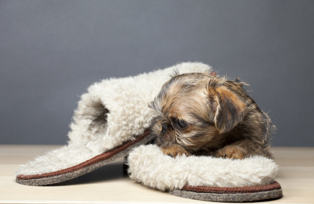 小狗鞋子桌子图片图片下载
