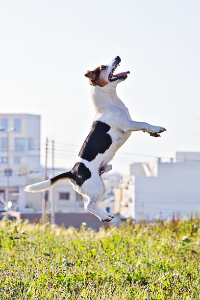 爱玩的狗杰克罗素梗在草地上跳跃的晨曦天空图片下载