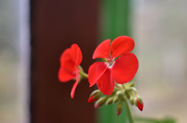 花红色的天竺葵。孤立的背景。特写镜头。没有阴影。为设计。大自然。图片下载