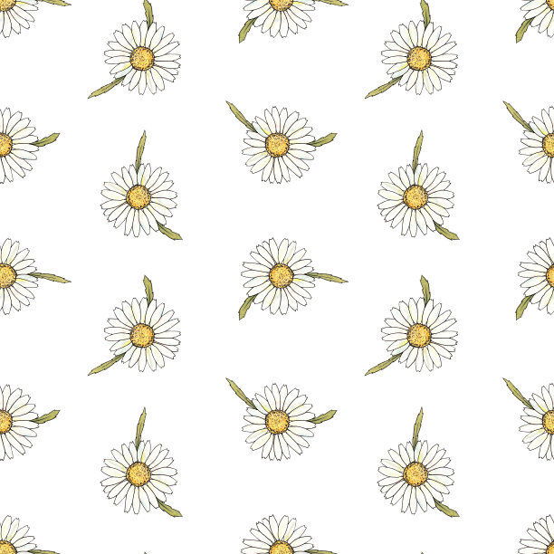 水彩和轮廓无缝模式与洋甘菊花孤立在白色背景。图片下载