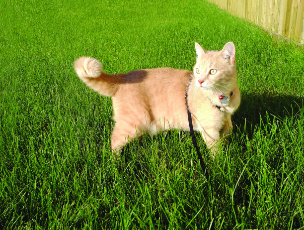 橙色家猫在夏天的绿油油的草地上拍照图片下载