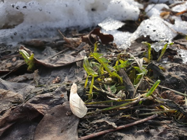 绿色的嫩芽在春天融化的雪旁生长图片下载