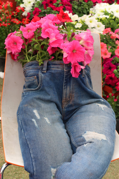 图片显示，夏天花园的椅子上种植了不同寻常的蓝色牛仔裤花容器，稻草人裤腿牛仔裤上种植了粉红色的牵牛花图片下载