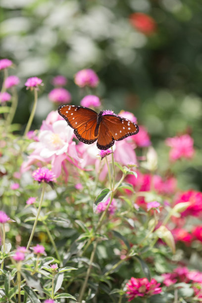 黑脉金斑蝶在粉红色的花田里图片下载