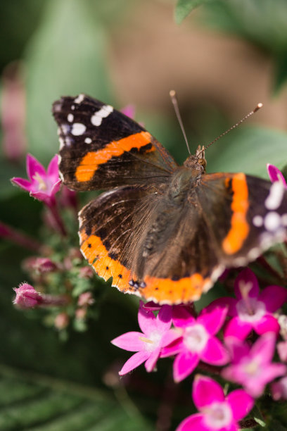 花上的蝴蝶图片下载