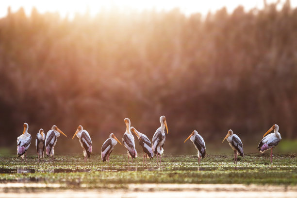 一群彩绘鹳图片下载