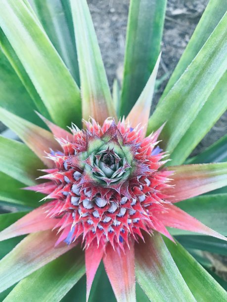 菠萝最高图片下载